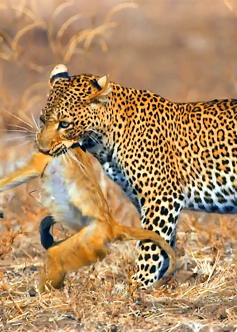 精彩动物世界纪录短片--花豹封面图