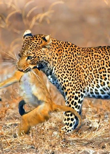 精彩动物世界纪录短片::花豹封面图