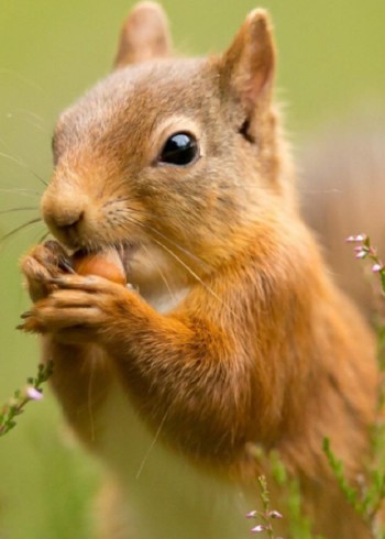 七诺和她的小动物们