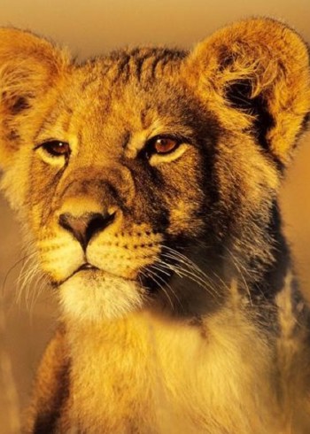 荒野狩猎之动物世界封面图