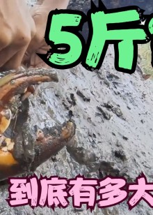 越南一群顶级高手抓青蟹抓三斤以上螃蟹霸王两小时收入很高