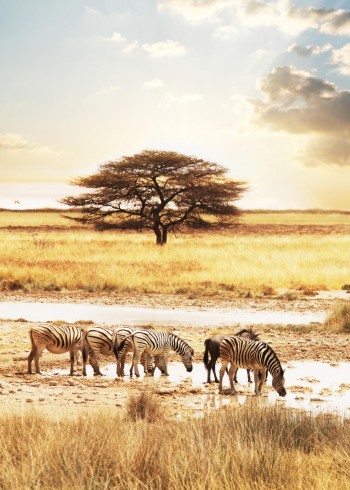 动物解说感谢官方封面图