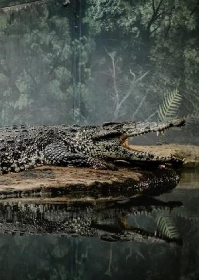 你知道吗？凶残的鳄鱼也可以和人类和平相处，到底发生了什么？