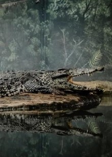 你知道吗凶残的鳄鱼也可以和人类和平相处到底发生了什么