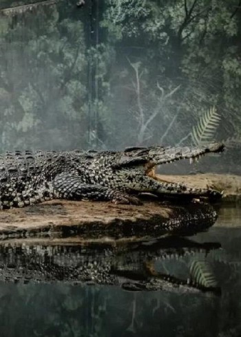 你知道吗凶残的鳄鱼也可以和人类和平相处到底发生了什么封面图