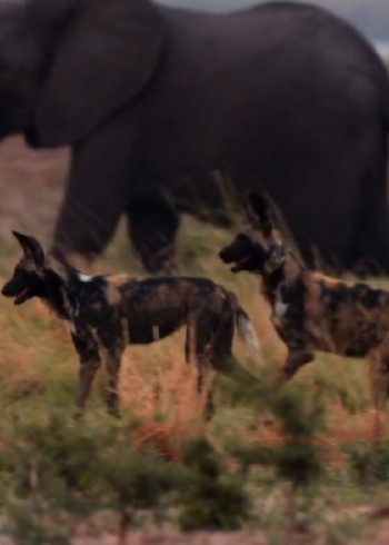 动物首领们遭遇危机赢则护得一族平安输则独自等死封面图