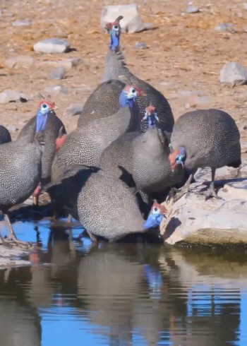 绚烂的野生动物封面图