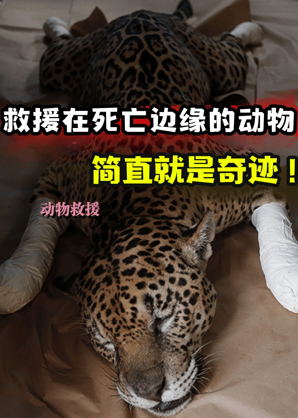 救援那些生命垂危的动物、过程太艰难}