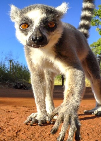 那些趣味野生动物封面图