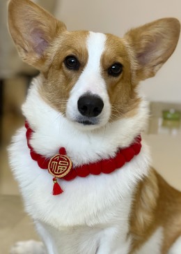 柯基给哥哥姐姐拜年!