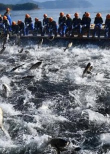 国外赶海捕捞金枪鱼群东南亚泥滩里抓青蟹王抓竹节虾基围虾对虾