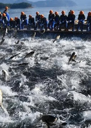 国外赶海捕捞金枪鱼群东南亚泥滩里抓青蟹王抓竹节虾基围虾对虾封面图