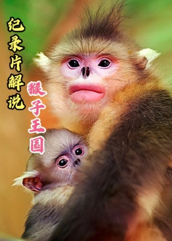 纪录片猴子王国封面图