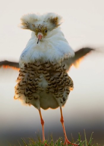 大型野生动物求偶现场封面图