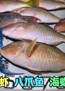 国外赶海抓海螺螃蟹龙虾琵琶虾潜水抓石斑鱼乌贼海钓鱿鱼