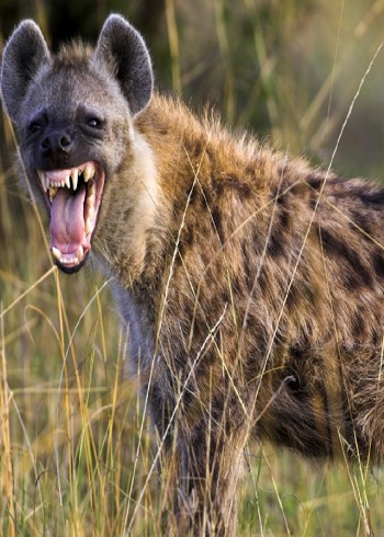 鬣狗是世界上十大猛兽排名之一那么它到底有多厉害封面图