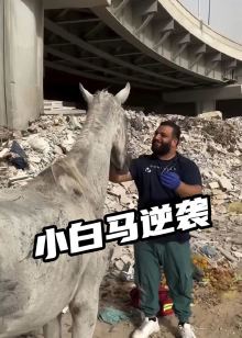 童话猪的动物故事海报