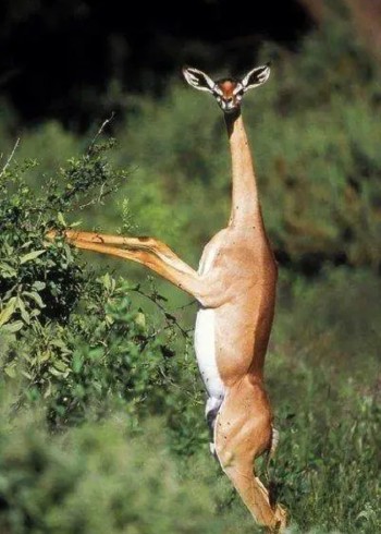 走进大自然之神奇的动物封面图