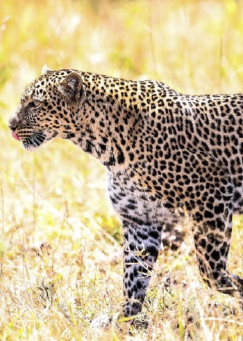 花豹被誉为金钱豹但在草原上却是受气包经常被草原的动物欺负封面图