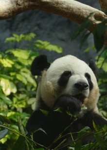禧龙の动物世界海报