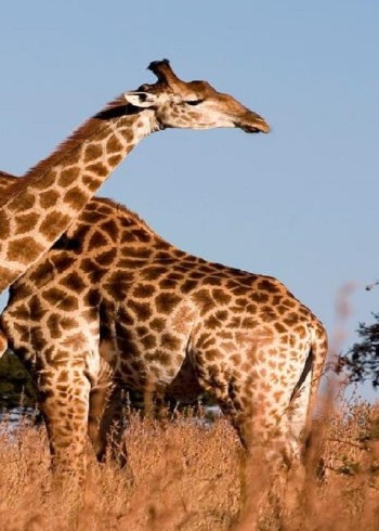 两只长颈鹿斗殴脖子像长鞭一样互相鞭打一旁的狮群都看懵了封面图