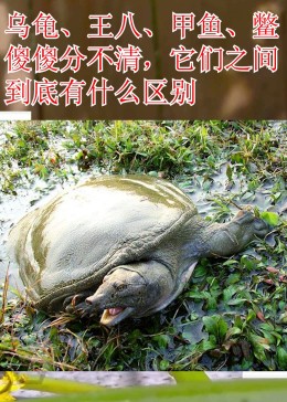 科普知识:乌龟王八甲鱼的区别