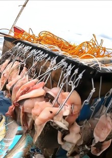 国外赶海潜水猎鱼深海捕捞钓竹节虾基围虾沼虾让大家见识一下