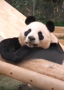 中字熊猫来啦