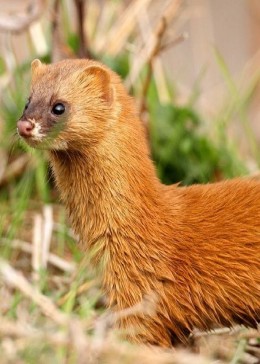 黄鼠狼浑身是宝,为什么农户说养不起?