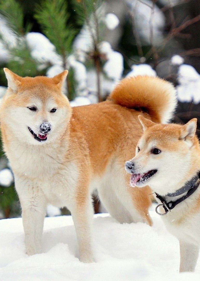 可可爱爱的动物