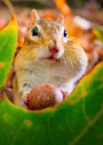 闯哥带你们看电影了封面图