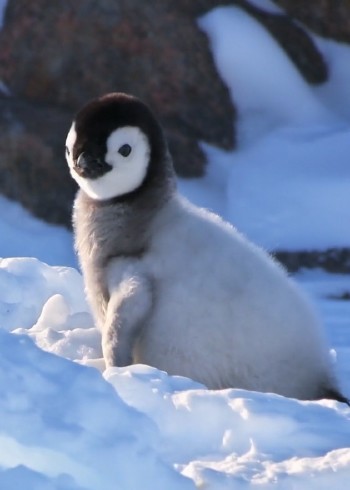 神奇动物在这里封面图
