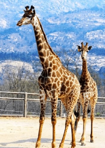 奇趣动物解说封面图