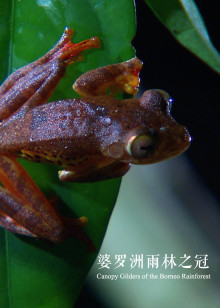 婆罗洲雨林之冠