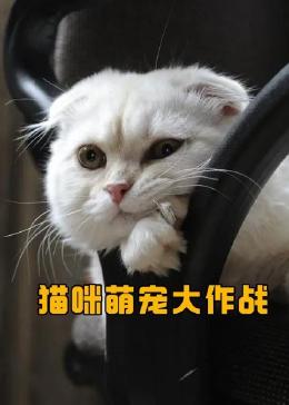 猫咪萌宠大作战