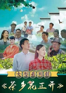 茶乡花正开免费观看