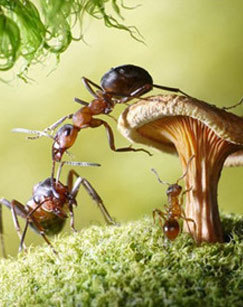 《蚂蚁星球（精编版）》