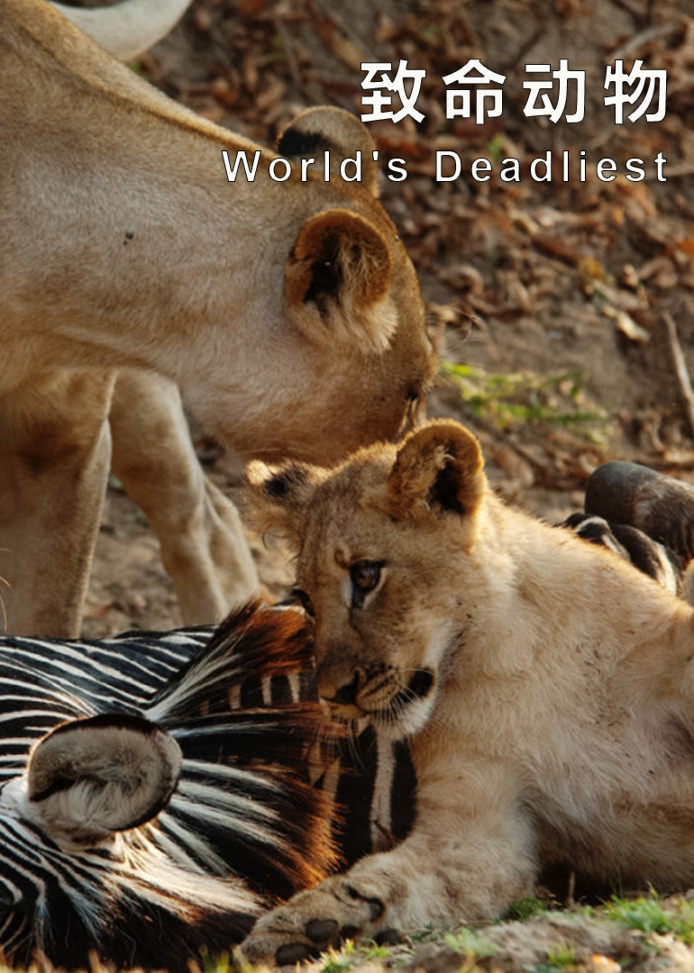 世界致命动物纪录片图片