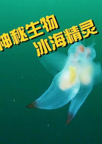 画面中这如梦似幻的场景,其实是两只冰海精灵在交配,这种生物十分稀有