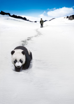 熊猫回家路