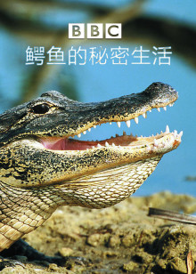 BBC鳄鱼的秘密生活海报