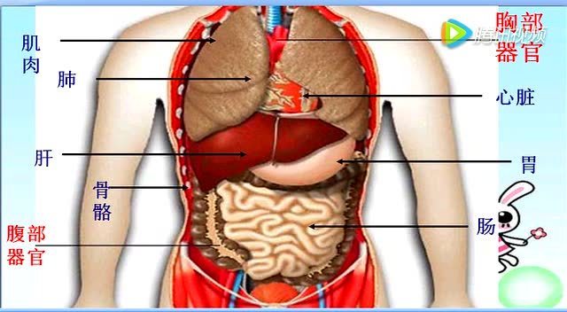 《身体结构》微课视频  冯念