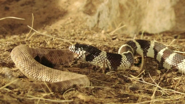 慎入!王蛇捕食响尾蛇 一击致命