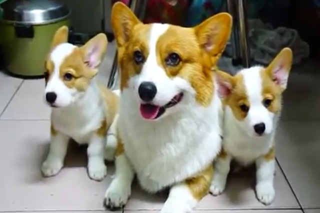 这一群柯基真是太萌了 看得人心都化了