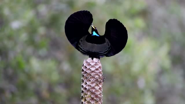 天堂鸟——小掩鼻风鸟