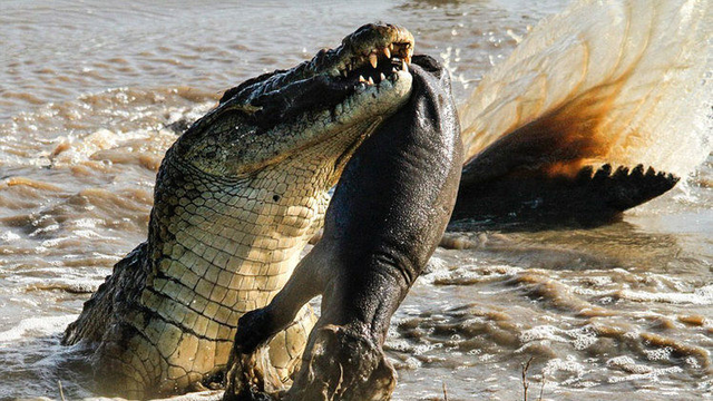 鳄鱼吃小河马