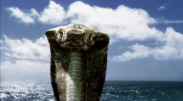 海里竟然有眼镜蛇,而且还这么大一条惊呆了