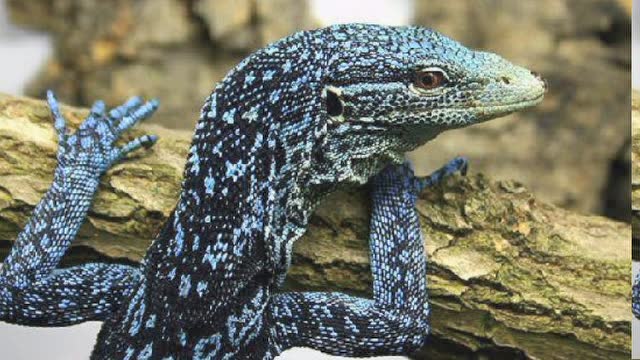 宿州野生动物园——蓝树巨蜥