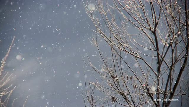 北海道的夜,雪花在漫天飞舞