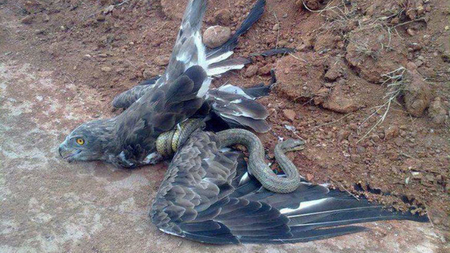蛇鹫捕食黑曼巴图片
